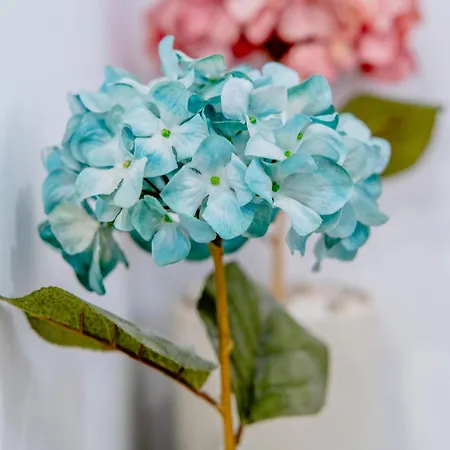 アパート Piedra Escrita *